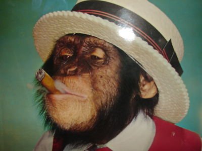 monkey smoking