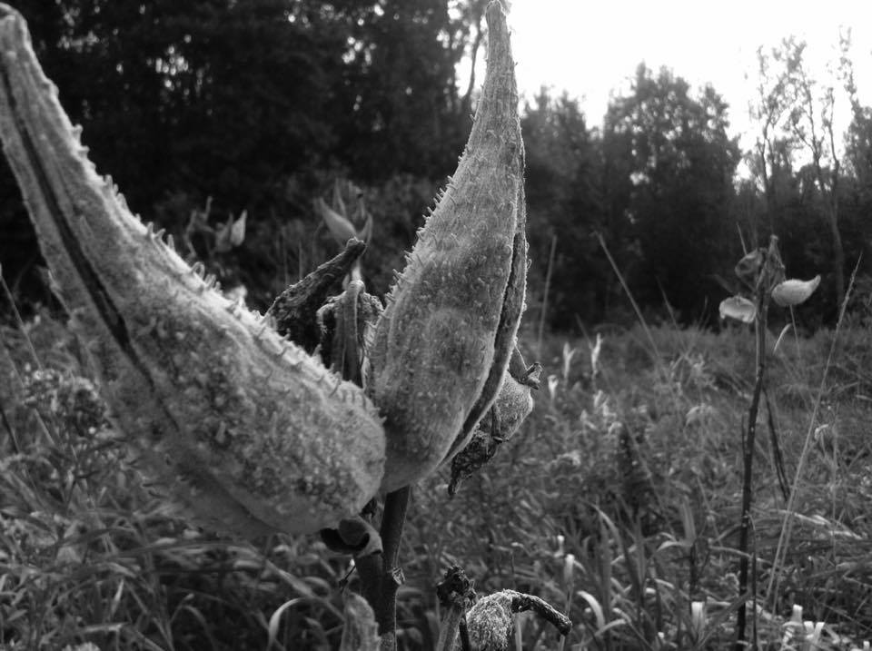 14686122_1117395805034331_1289963023_n