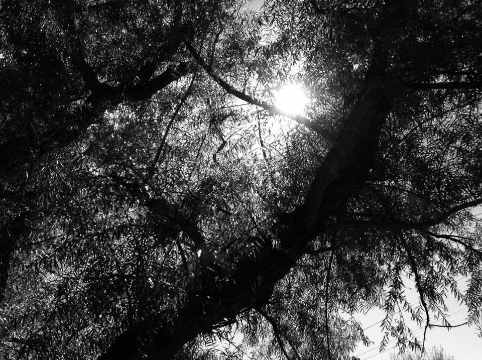 14686493_1117395871700991_242838969_n