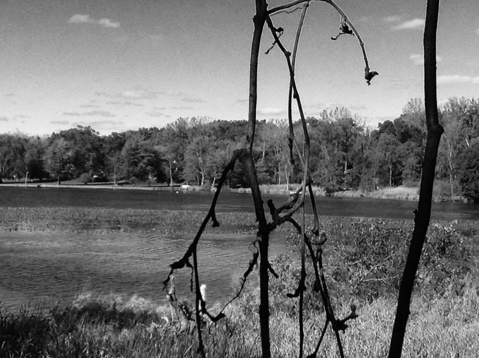 14696835_1117395955034316_22644357_n